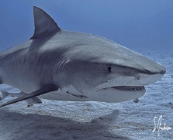 Closeup and personal - This image was taken at Tiger Beac... by Steven Anderson 